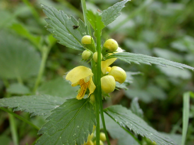 Lamium galeobdolon / Ortica morta gialla